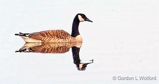 Floating Goose_DSCF20009.jpg - Canada Goose (Branta canadensis) photographed along the Rideau Canal Waterway at Smiths Falls, Ontario, Canada.